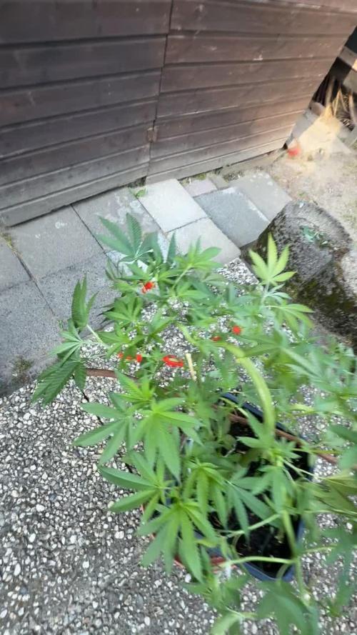 RS11 x Banana OG Outdoor 2026