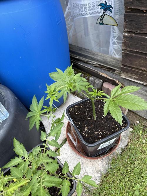 RS11 x Banana OG Outdoor 2026. Week 6