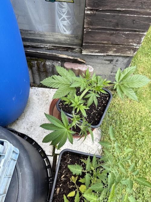 RS11 x Banana OG Outdoor 2026. Week 6