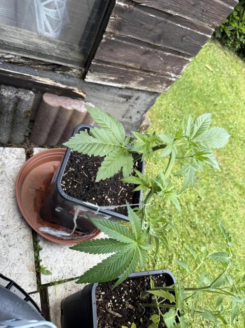 RS11 x Banana OG Outdoor 2026. Week 6