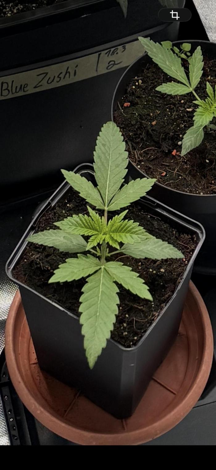 RS11 x Banana OG Outdoor 2026. Week 2