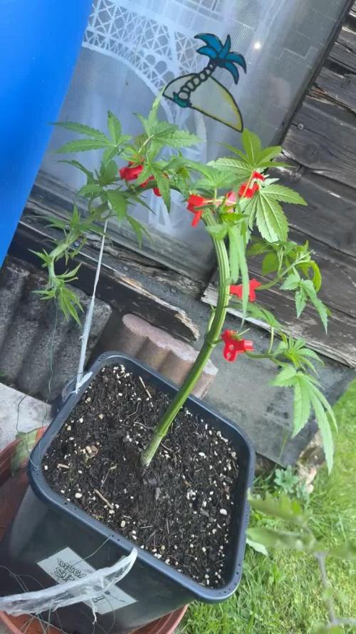 RS11 x Banana OG Outdoor 2026