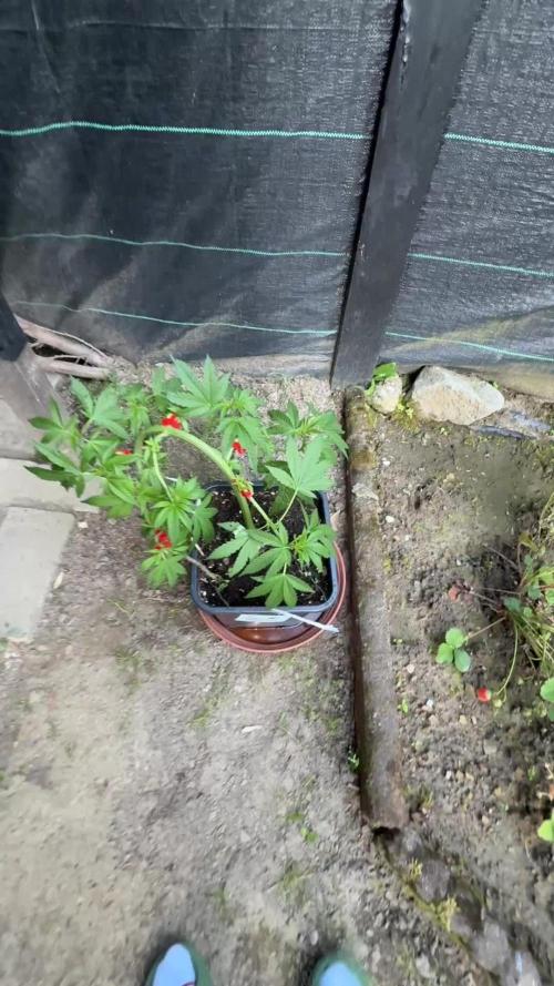 RS11 x Banana OG Outdoor 2026