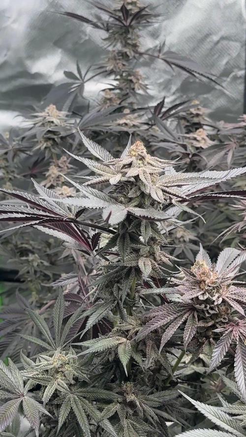 Breeder Cuts