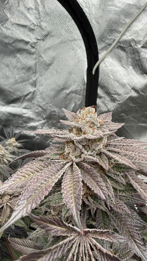 Breeder Cuts. Week 16