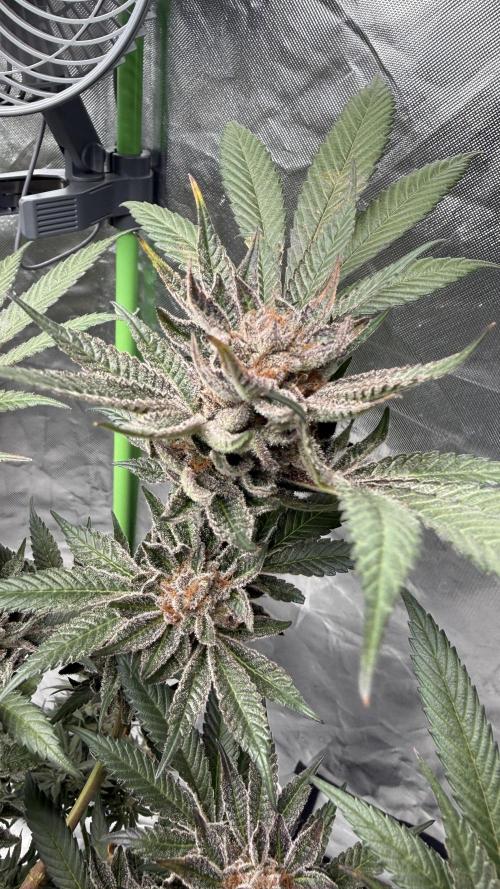 Breeder Cuts. Week 16