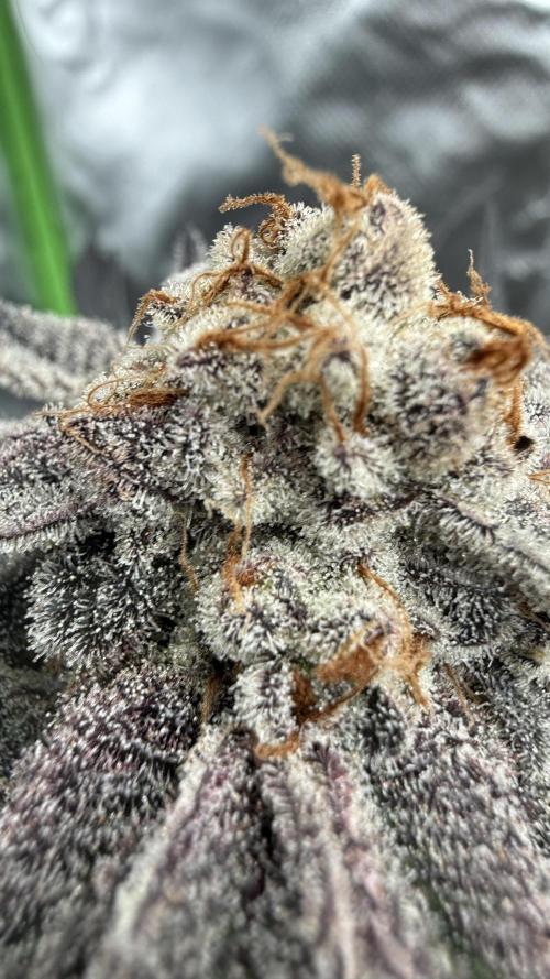 Breeder Cuts. Week 17 - Dantes Inferno #2