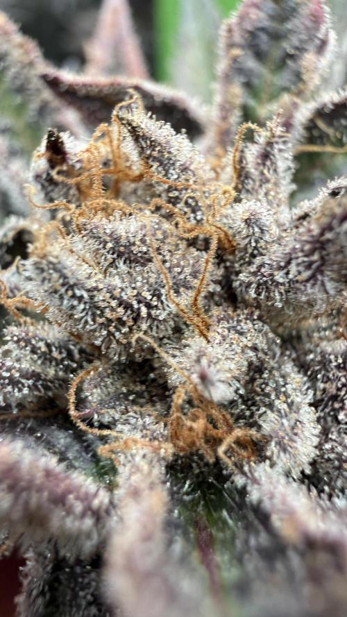 Breeder Cuts. Week 17 - Studio 54 #1