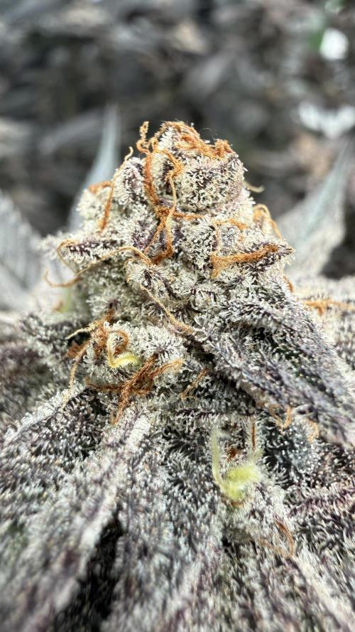 Breeder Cuts. Week 17 - Dantes inferno #1