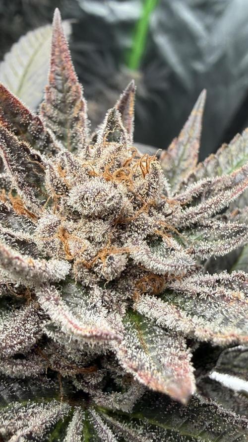 Breeder Cuts. Week 17 - Studio 54 #2