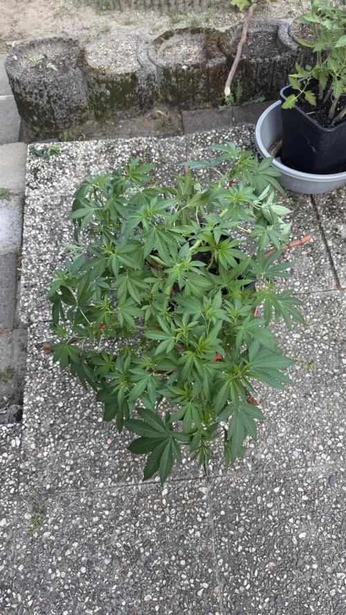 RS11 x Banana OG Outdoor 2026. Week 12
