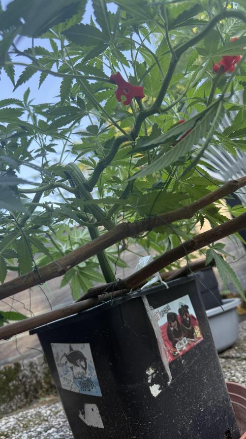 RS11 x Banana OG Outdoor 2026. Week 12