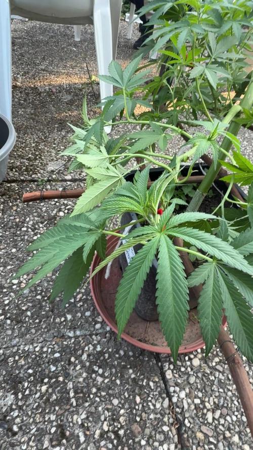 RS11 x Banana OG Outdoor 2026