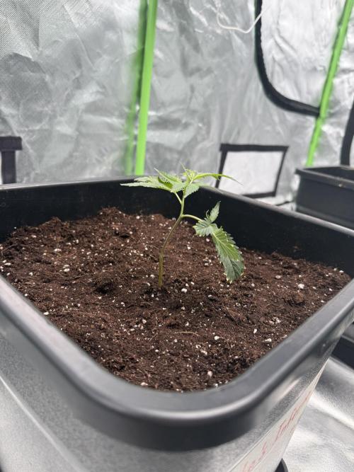 Breeder Cuts #2. Week 2