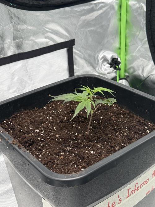 Breeder Cuts #2. Week 2