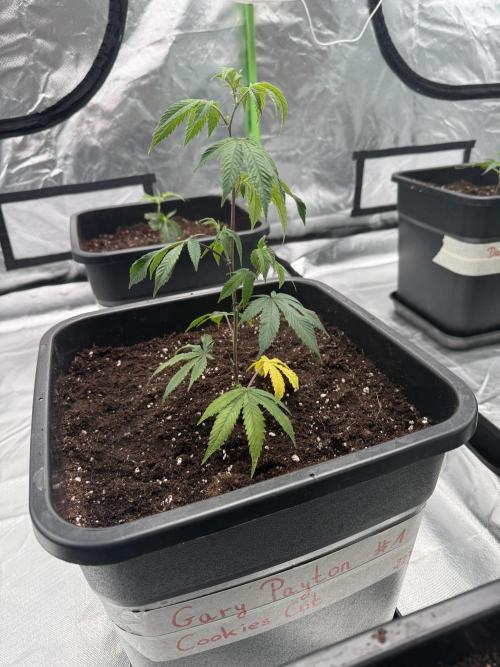 Breeder Cuts #2. Week 2