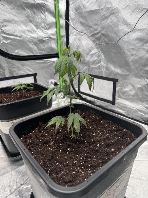 Breeder Cuts #2. Week 2