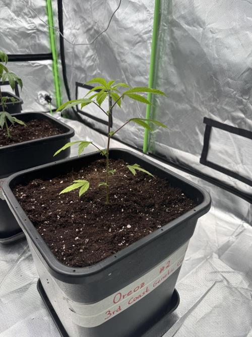 Breeder Cuts #2. Week 2