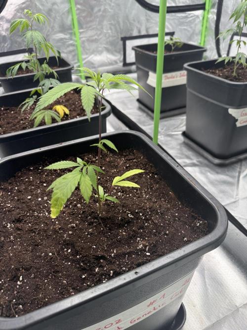 Breeder Cuts #2. Week 2