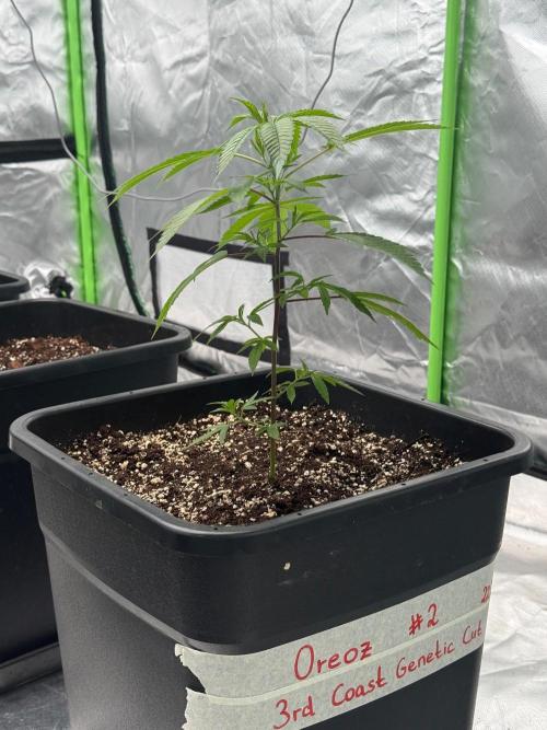 Breeder Cuts and Seeds #2. Week 3