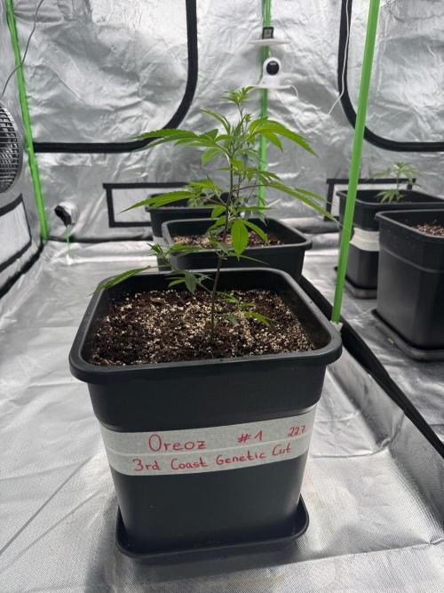 Breeder Cuts and Seeds #2. Week 3
