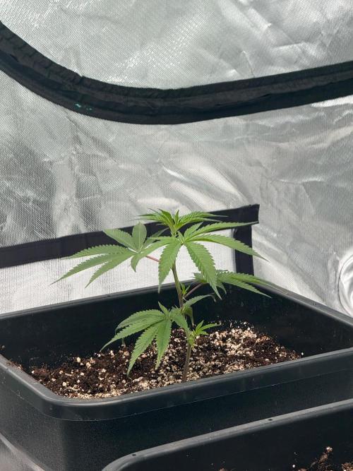 Breeder Cuts and Seeds #2. Week 3