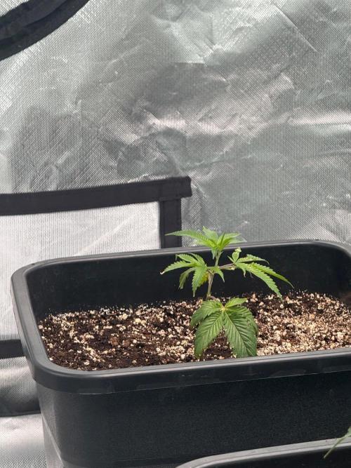 Breeder Cuts and Seeds #2. Week 3