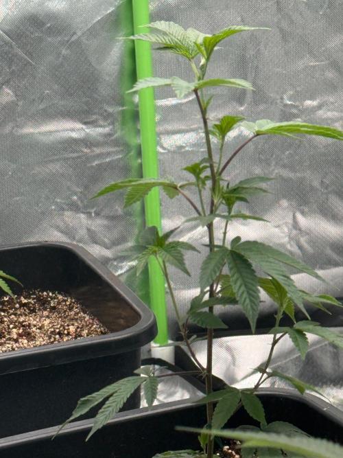 Breeder Cuts and Seeds #2. Week 3