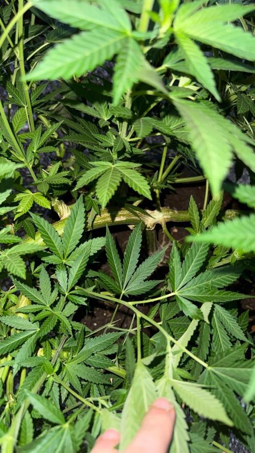 RS11 x Banana OG Outdoor 2026. Week 17
