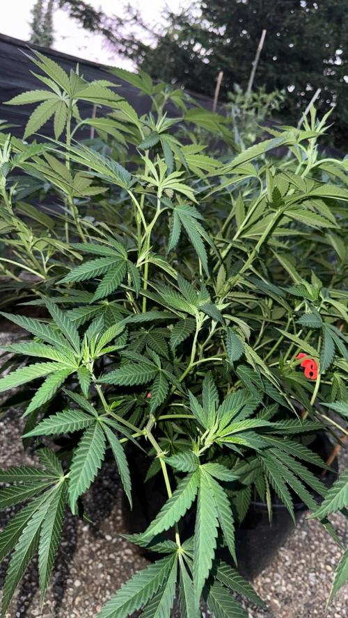 RS11 x Banana OG Outdoor 2026. Week 17