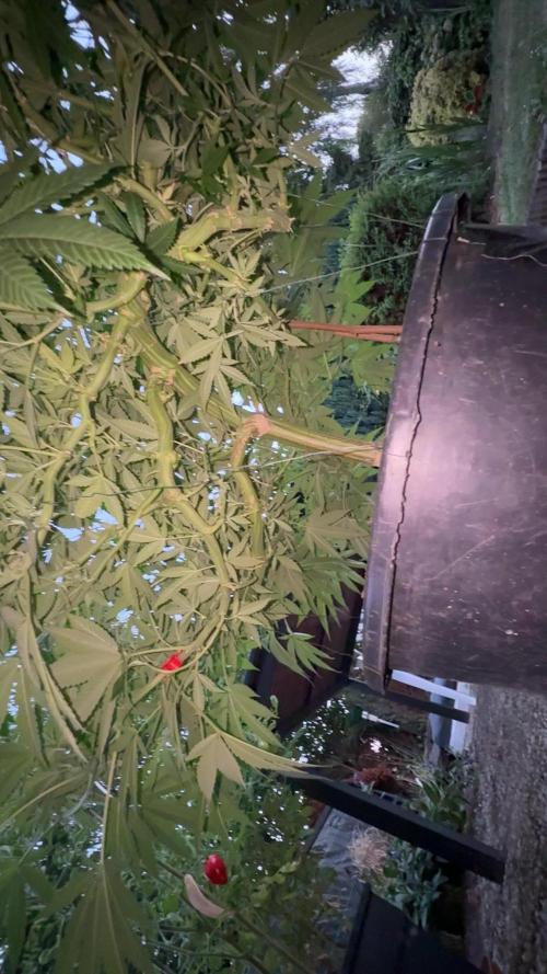 RS11 x Banana OG Outdoor 2026