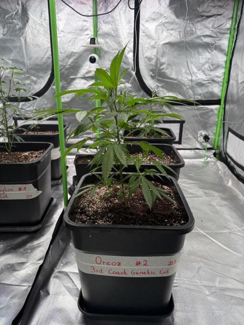 Breeder Cuts and Seeds #2. Week 4