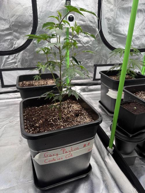 Breeder Cuts and Seeds #2. Week 4
