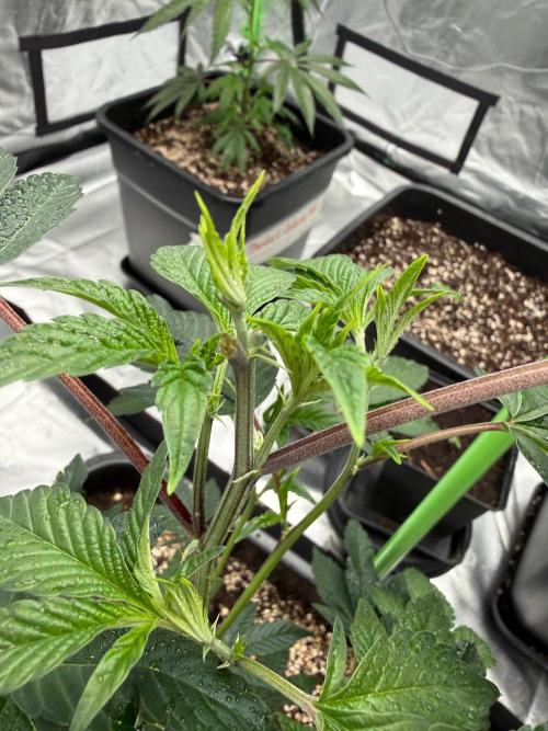 Breeder Cuts and Seeds #2. Week 4
