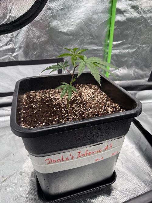 Breeder Cuts and Seeds #2. Week 4