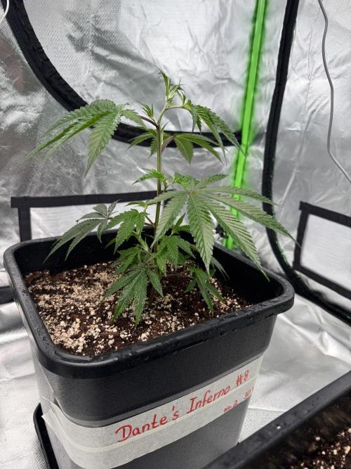 Breeder Cuts and Seeds #2. Week 4