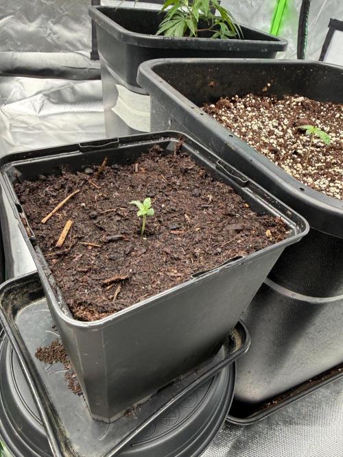 Breeder Cuts and Seeds #2. Week 4