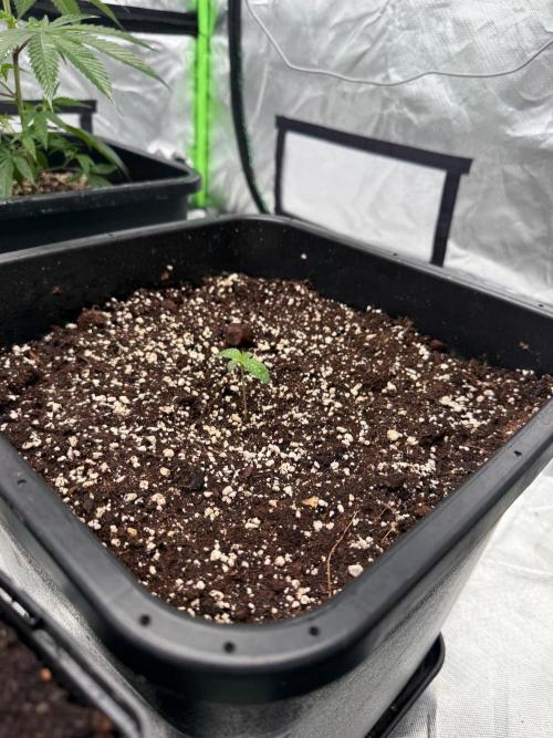 Breeder Cuts and Seeds #2. Week 4
