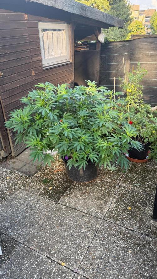 RS11 x Banana OG Outdoor 2026. Week 1