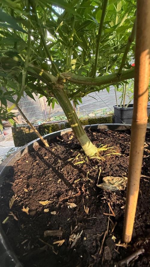 RS11 x Banana OG Outdoor 2026. Week 1