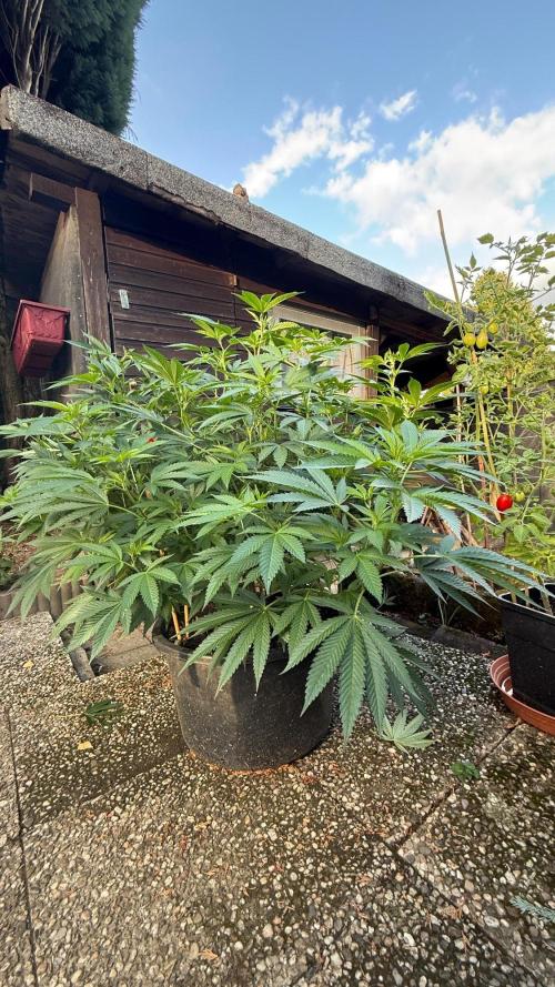RS11 x Banana OG Outdoor 2026. Week 1