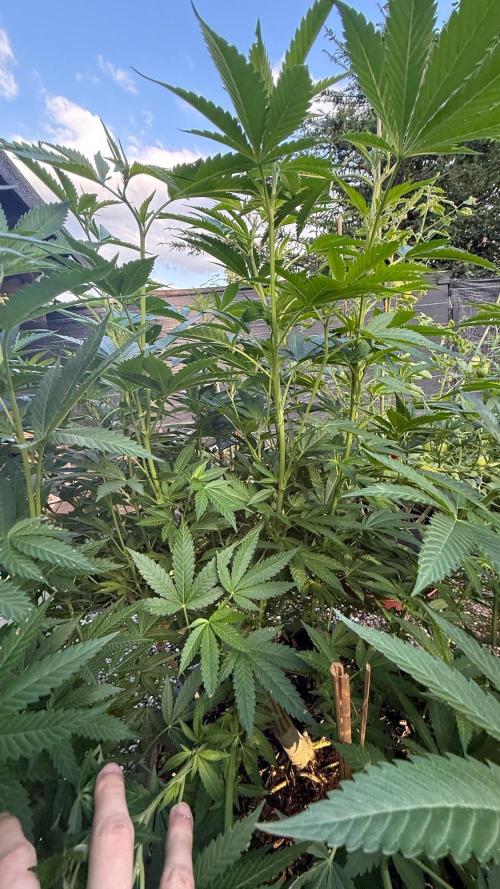 RS11 x Banana OG Outdoor 2026. Week 1