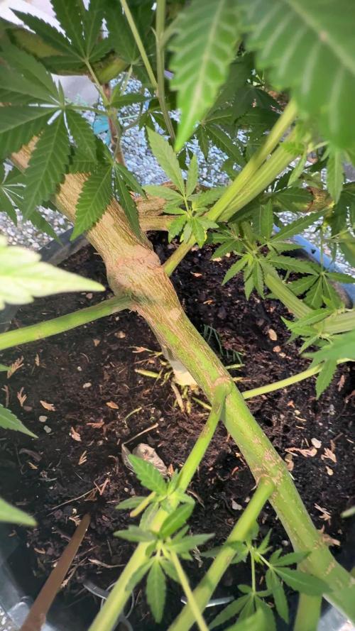 RS11 x Banana OG Outdoor 2026