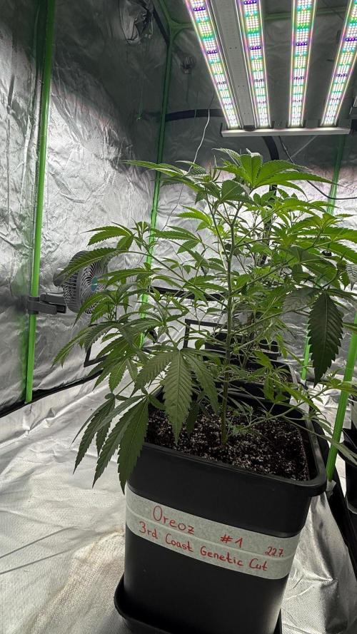 Breeder Cuts and Seeds #2. Week 5