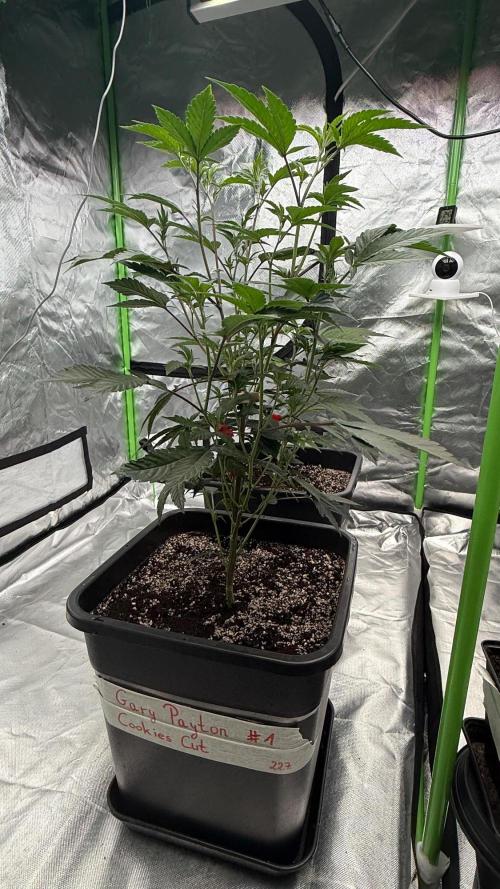Breeder Cuts and Seeds #2. Week 5