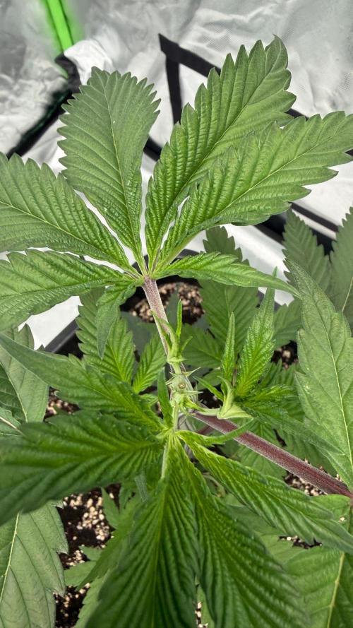 Breeder Cuts and Seeds #2. Week 5