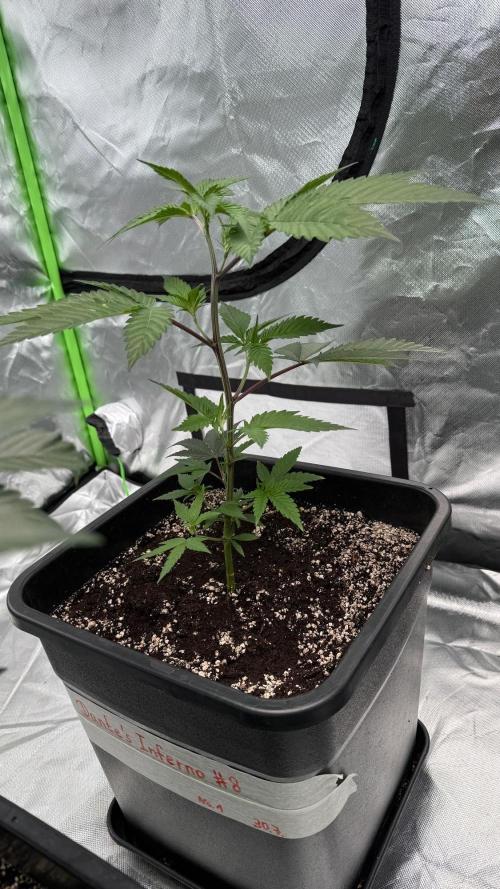 Breeder Cuts and Seeds #2. Week 5