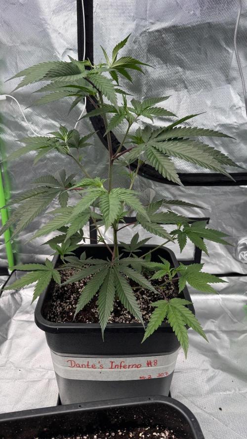 Breeder Cuts and Seeds #2. Week 5