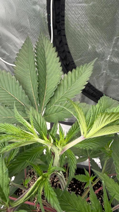 Breeder Cuts and Seeds #2. Week 5