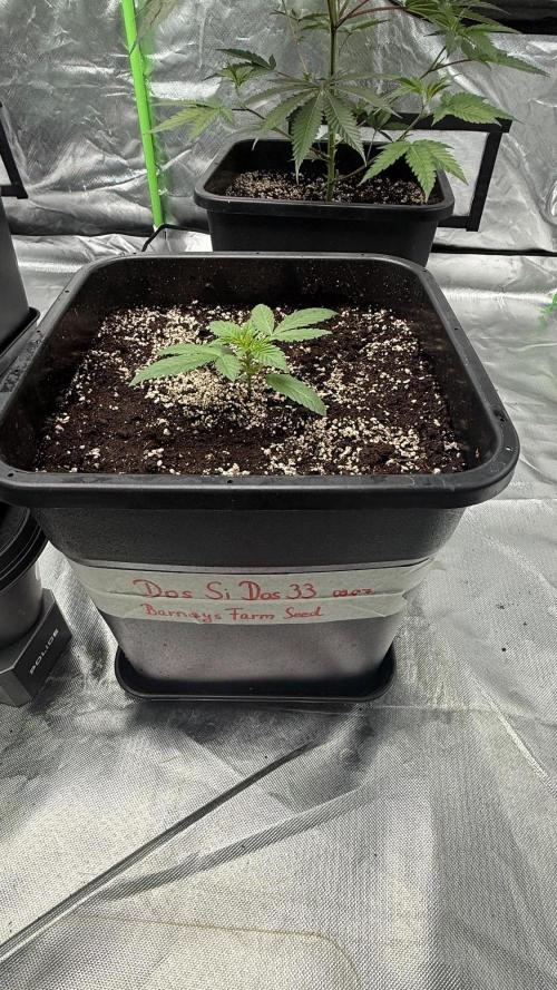Breeder Cuts and Seeds #2. Week 5